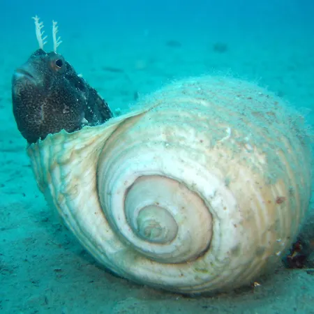 Andrea 4* Тучепи